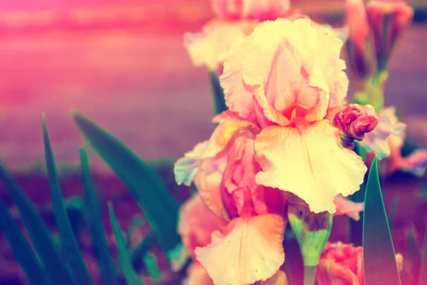 Leuchtend Bunte Irisblüten Auf Einem Hintergrund Der Frühlingslandschaft — Stockfoto