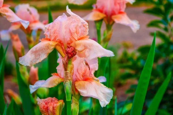 春の風景の背景に明るいカラフルな菖蒲の花 — ストック写真