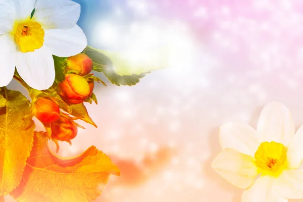 Kvetoucí Jablko Jasné Barevné Jarní Květiny Nádherná Přírodní Scéna Narcis — Stock fotografie