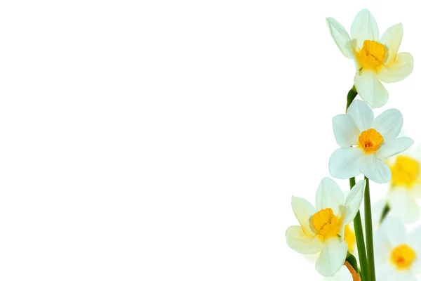 Wiosenne Kwiaty Narcyz Izolowane Białym Tle Charakter — Zdjęcie stockowe