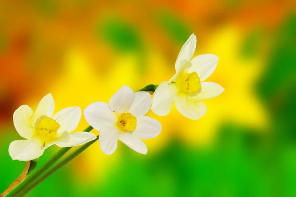 Flores Brillantes Coloridas Narcisos Fondo Del Paisaje Primavera — Foto de Stock