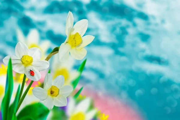 Fiori Luminosi Colorati Narcisi Sullo Sfondo Del Paesaggio Primaverile — Foto Stock