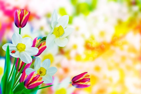 Bahar Çiçekleri Laleler Nergisler Parlak Renkli Narsist — Stok fotoğraf