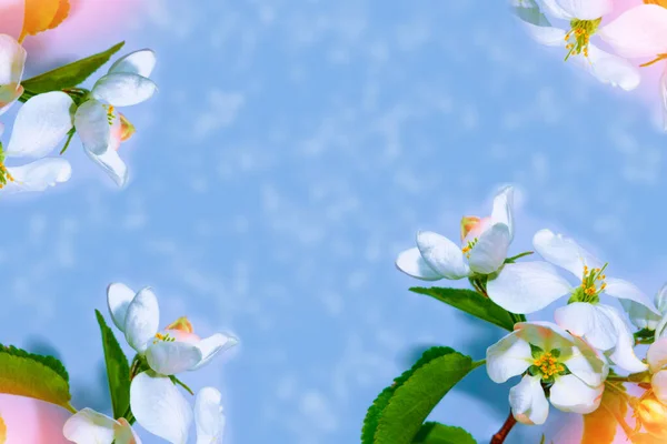 開花枝リンゴ 鮮やかな色鮮やかな春の花 美しい自然シーン — ストック写真