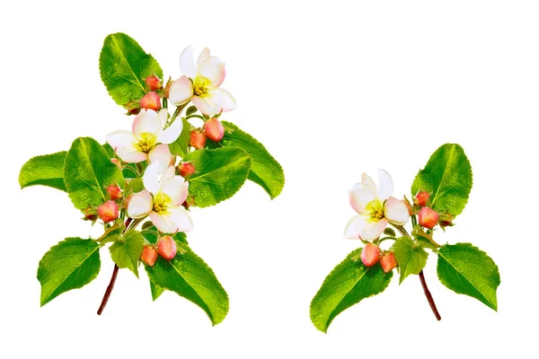 Elmanın Çiçek Açan Dalı Beyaz Bir Arka Planda Izole Edilmiş — Stok fotoğraf