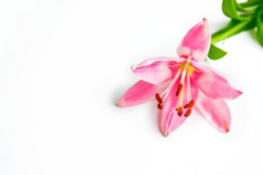 Beyaz arka planda izole edilmiş parlak zambak çiçekleri. Doğa