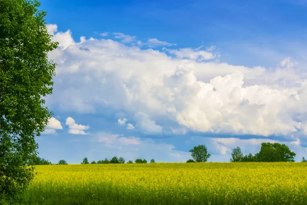 Paisagem Verão Campo Com Flores Colza Amarelas Brilhantes — Fotografia de Stock