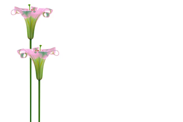 Heldere Lelie Bloemen Geïsoleerd Witte Achtergrond Aard — Stockfoto
