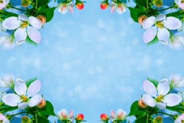 Çiçek açan elma dalı. Parlak renkli bahar çiçekleri. Güzel doğa sahnesi