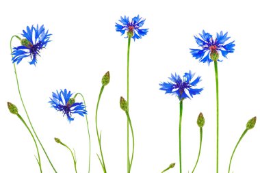 Beyaz arka planda yaban çiçeği.