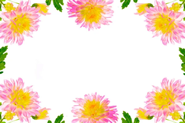 Kleurrijke Herfstbloemen Van Chrysant Een Witte Achtergrond Aard — Stockfoto