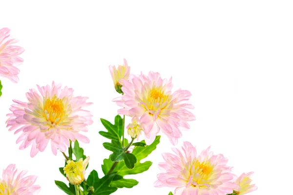 Bunte Chrysanthemen Herbstblumen Auf Weißem Hintergrund Natur — Stockfoto
