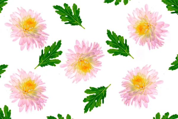 Coloridas Flores Otoñales Crisantemo Sobre Fondo Blanco Naturaleza — Foto de Stock