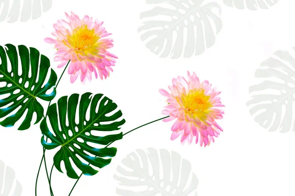 Groen Blad Van Een Tropisch Bloemenmonster Geïsoleerd Witte Achtergrond Chrysant — Stockfoto