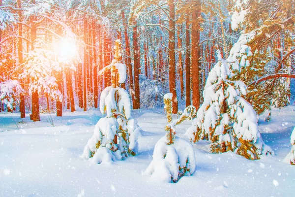 Frozen Winter Forest Snow Covered Trees Outdoor — Stock Photo, Image