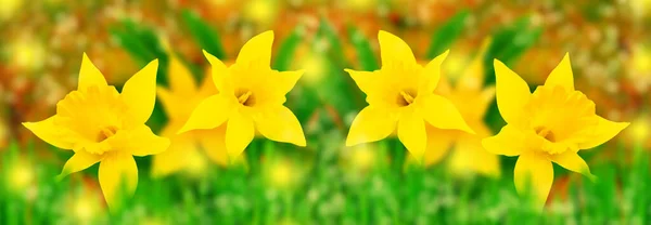 Flores Brillantes Coloridas Narcisos Fondo Del Paisaje Primavera — Foto de Stock