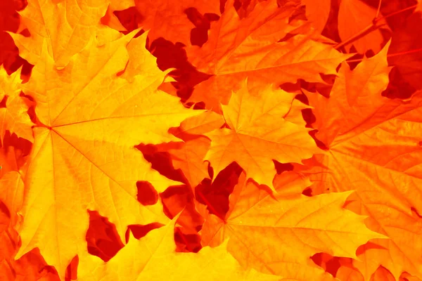 Bulanık Parlak Renkli Yaprakları Olan Sonbahar Manzarası Hint Yazı Yapraklar — Stok fotoğraf