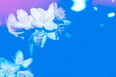 Beyaz yasemin. Dal narin bahar çiçekleri. Doğa