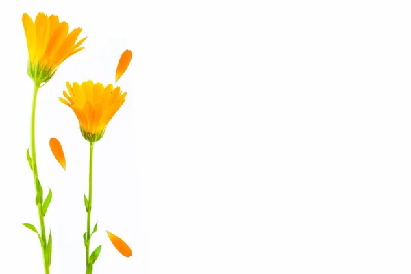 Luminosi Fiori Calendula Isolati Sfondo Bianco Calendula — Foto Stock