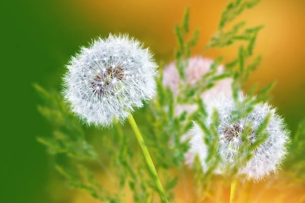 Flauschige Löwenzahnblüten Vor Dem Hintergrund Der Sommerlichen Landschaft Wildblume — Stockfoto