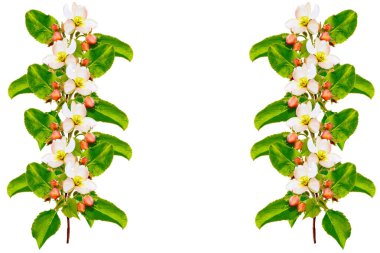 Elmanın çiçek açan dalı beyaz bir arka planda izole edilmiş. Doğa