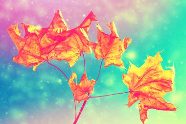 Parlak renkli yaprakları olan sonbahar manzarası. Hint yazı. Yapraklar