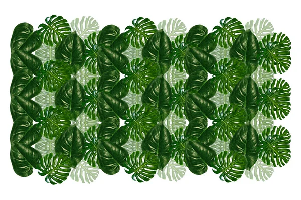 Zelený List Tropické Květiny Monstera Izolované Bílém Pozadí — Stock fotografie
