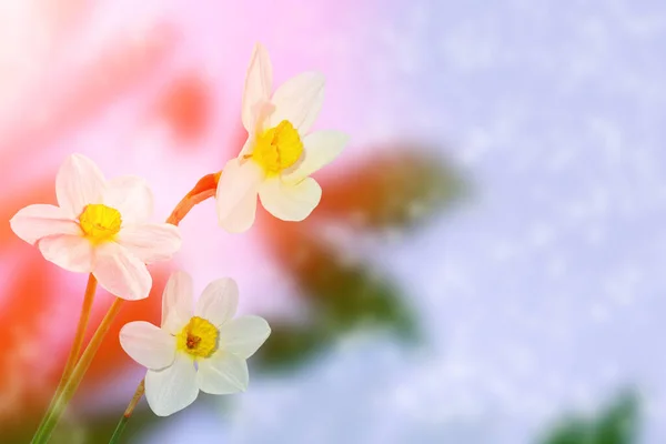 Jasné Barevné Květy Narcisů Pozadí Jarní Krajiny — Stock fotografie