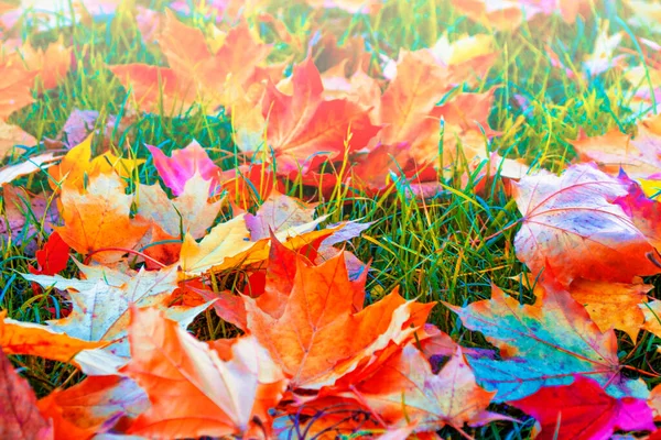 Bordo Paisagem Outono Com Folhas Coloridas Brilhantes Verão Indiano Folhagem — Fotografia de Stock