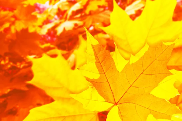 Akçaağaç Parlak Renkli Yaprakları Olan Sonbahar Manzarası Hint Yazı Yapraklar — Stok fotoğraf