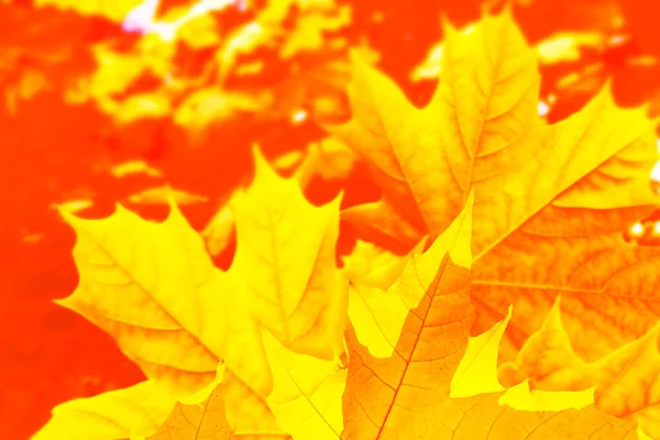 Klon Jesienny Krajobraz Jasnymi Kolorowymi Liśćmi Indiańskie Lato Liści — Zdjęcie stockowe