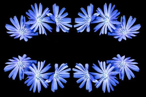 Chicory Květina Listem Izolované Černém Pozadí Příroda — Stock fotografie