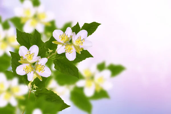 Jazmín Blanco Rama Delicadas Flores Primavera Naturaleza —  Fotos de Stock