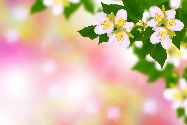 Weißer Jasmin Der Zweig Zarte Frühlingsblumen Natur — Stockfoto