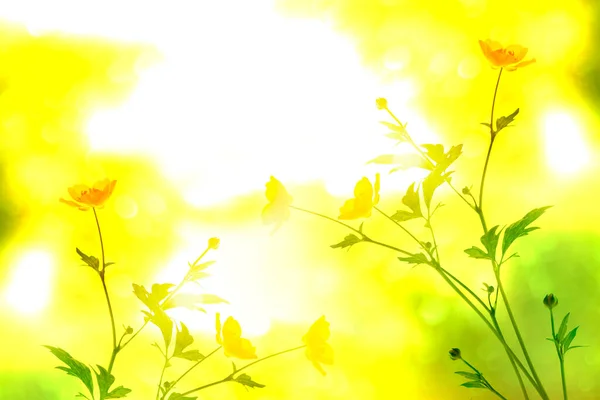 Flores Amarelas Brilhantes Copos Manteiga Uma Paisagem Verão Fundo — Fotografia de Stock