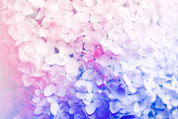 五颜六色的绣花花 模糊的自然花卉背景 — 图库照片