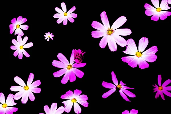 明亮的五彩缤纷的宇宙花朵在黑色的背景上与世隔绝 — 图库照片