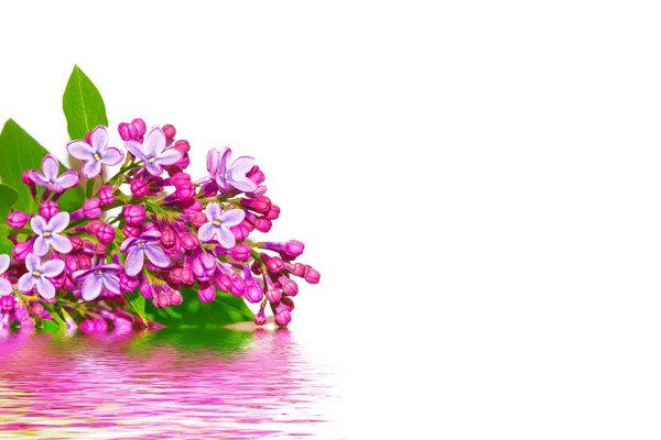 Frühlingsblumen Flieder Isoliert Auf Weißem Hintergrund — Stockfoto