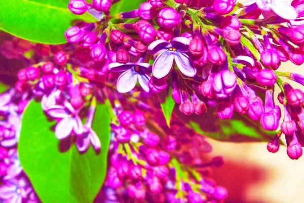 Světlé Barevné Květiny Lila — Stock fotografie
