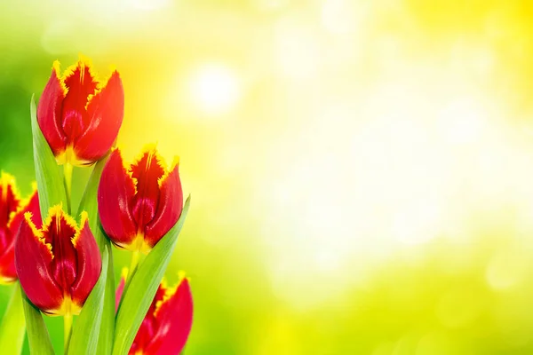 Sfondo Floreale Naturale Primavera Fiori Luminosi Tulipano — Foto Stock