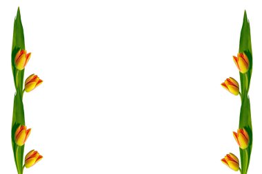 Beyaz arka planda yalıtılmış bahar çiçekleri laleleri. kare