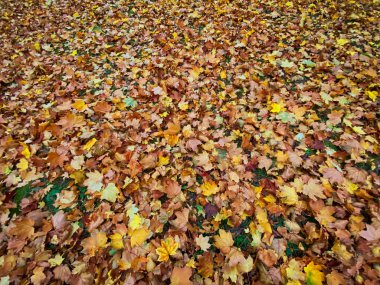 Sonbaharda yemyeşil