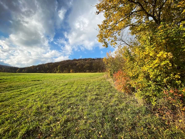 Baum im Herbst — Stockfoto