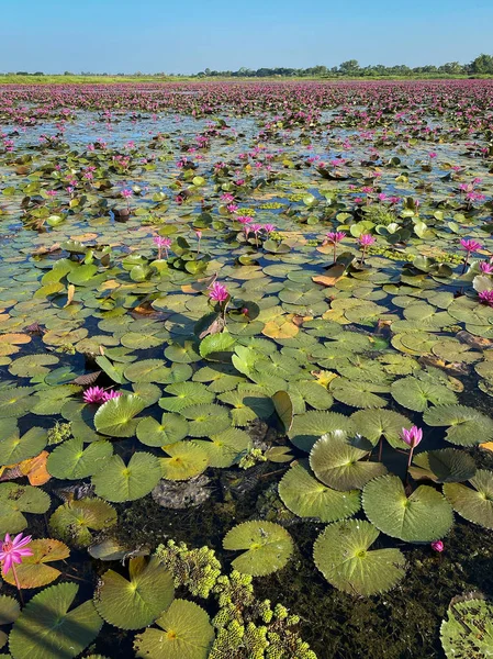 Lac avec Lotus Lys d'eau — Photo