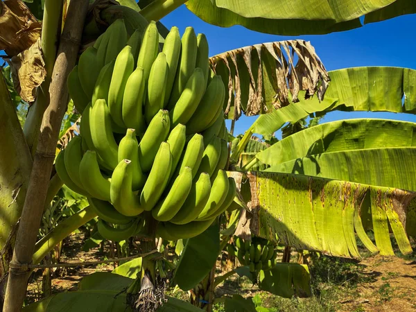 Plantation de bananiers — Photo