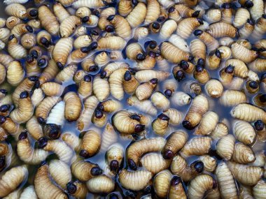 Şişko Larva yemek için