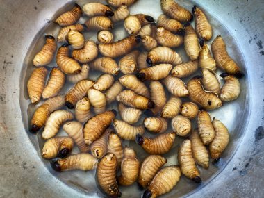 Şişko Larva yemek için