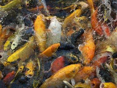 Koi carps