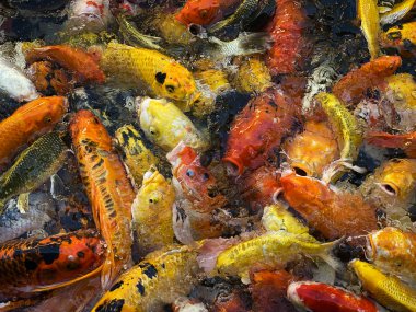 Koi carps