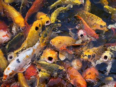 Koi carps